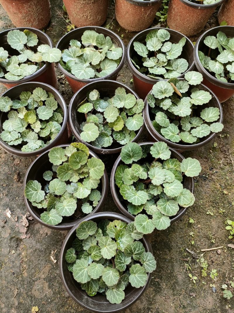 虎耳草双色杯苗虎耳草苗虎耳草种苗基地常年大量提供
