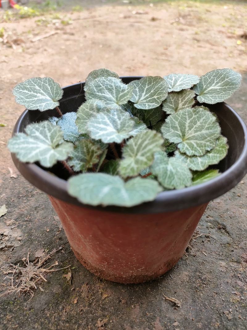 虎耳草双色杯苗虎耳草苗虎耳草种苗基地常年大量提供