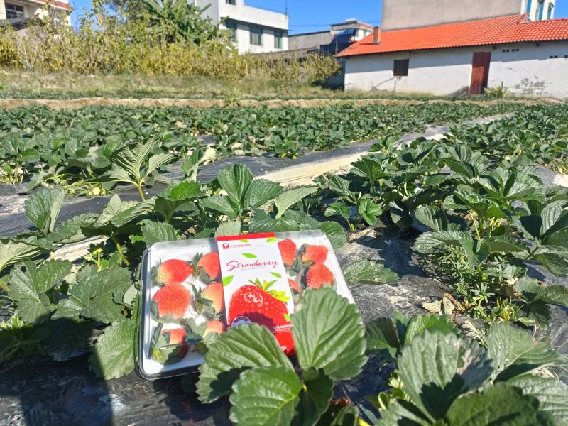 牛商推荐大凉山露天红颜牛奶草莓全国电商一件代发社区团购