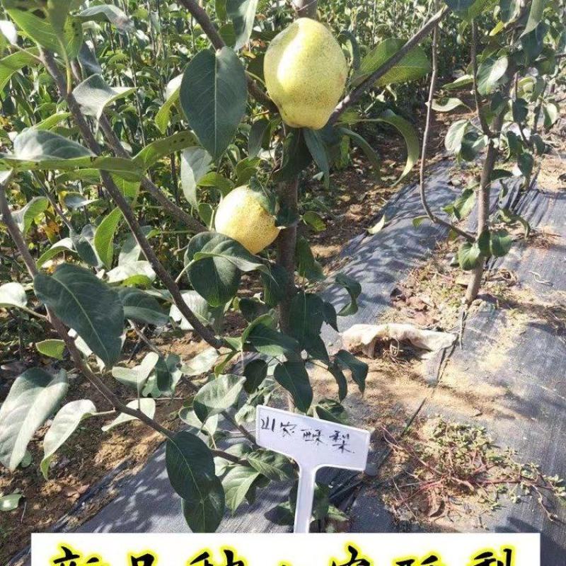 梨树苗晚秋黄梨秋月梨山农酥梨基地苗量大从优