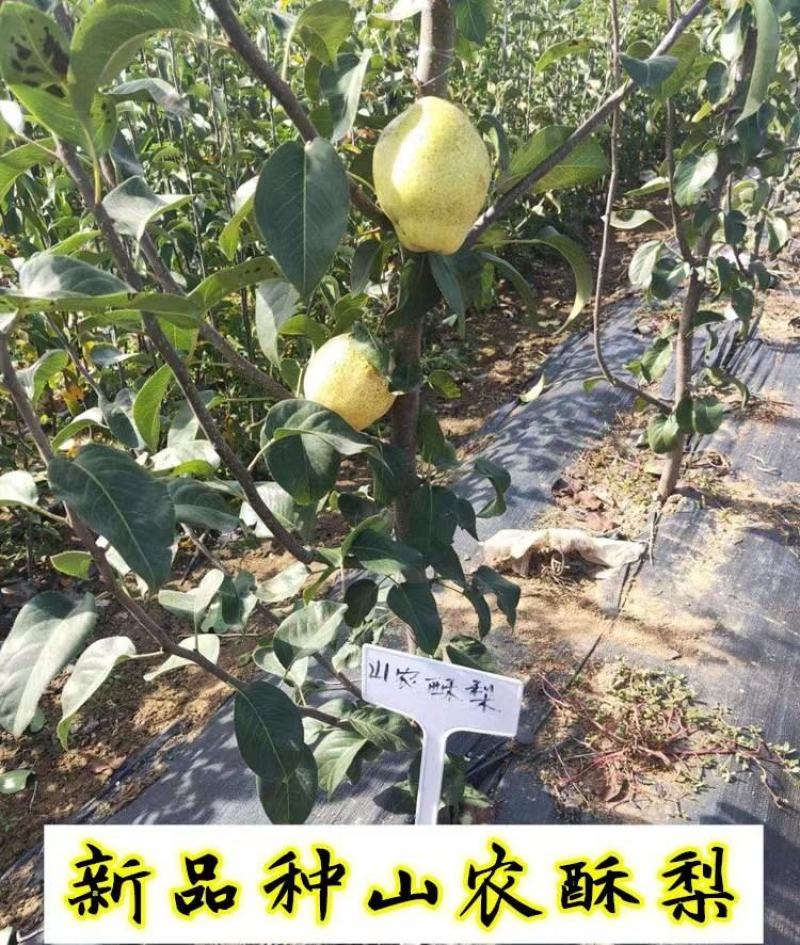梨树苗晚秋黄梨秋月梨山农酥梨基地苗量大从优