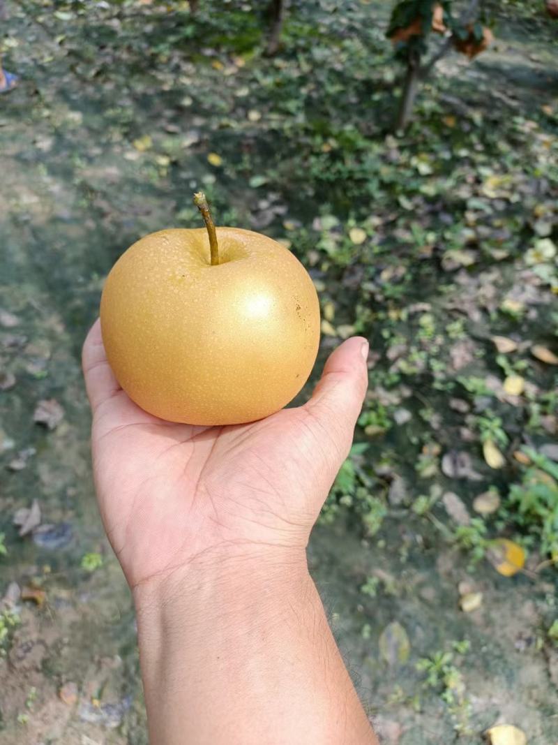 梨树苗晚秋黄梨秋月梨山农酥梨基地苗量大从优