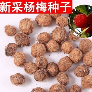 新品杨梅种子水果苗籽杨梅种子家庭盆栽阳台庭院地栽