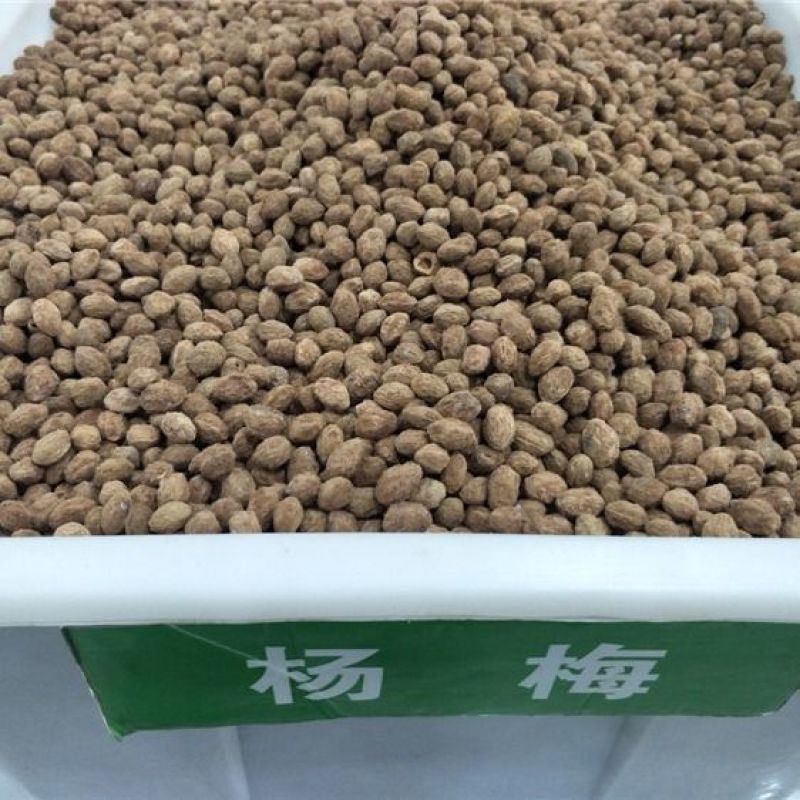 新品杨梅种子水果苗籽杨梅种子家庭盆栽阳台庭院地栽