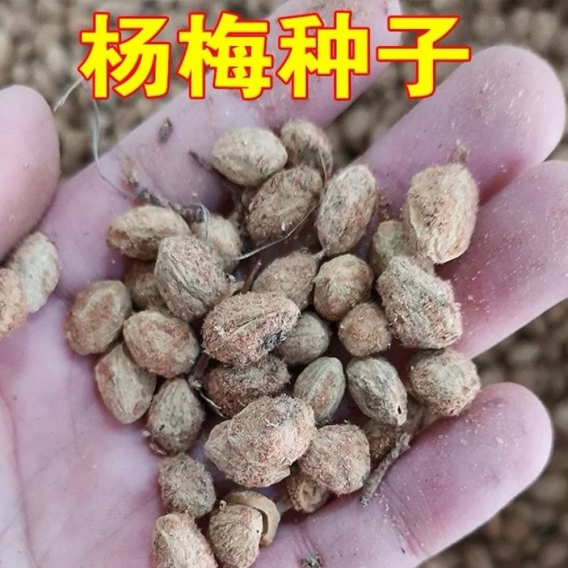 新品杨梅种子水果苗籽杨梅种子家庭盆栽阳台庭院地栽
