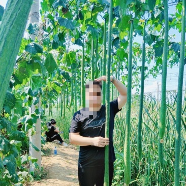 杜绝假货长丝瓜种子丝瓜籽杂交长棒形蔬菜种子菜籽庭院种植