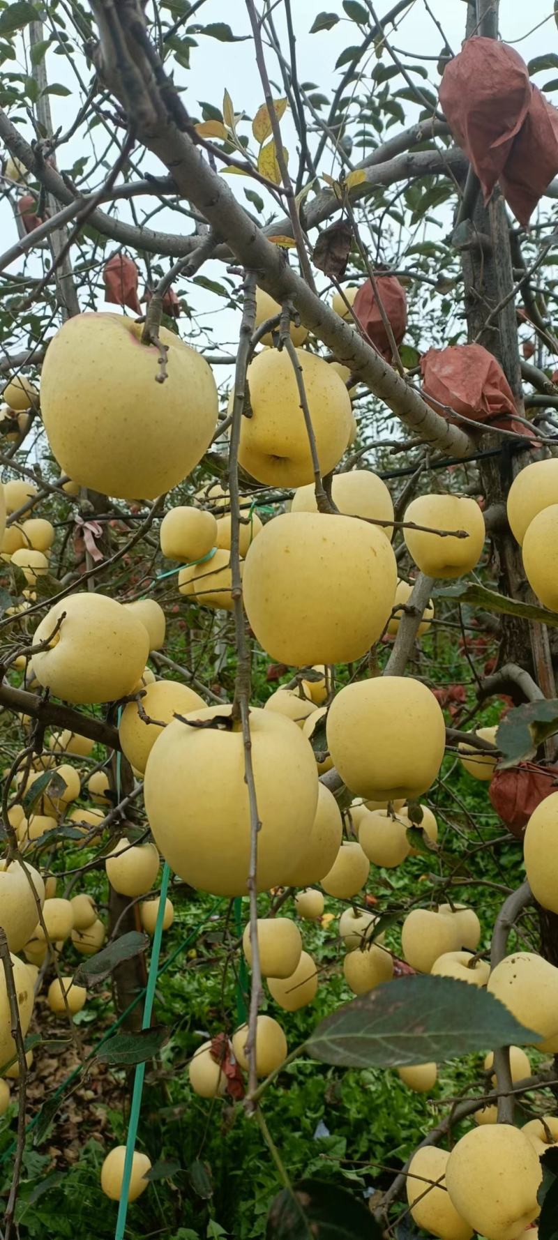 苹果苗维纳斯黄金苹果苗众成一号苹果苗鲁丽苹果苗