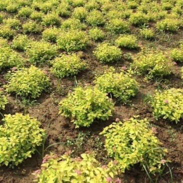 金山绣线菊
