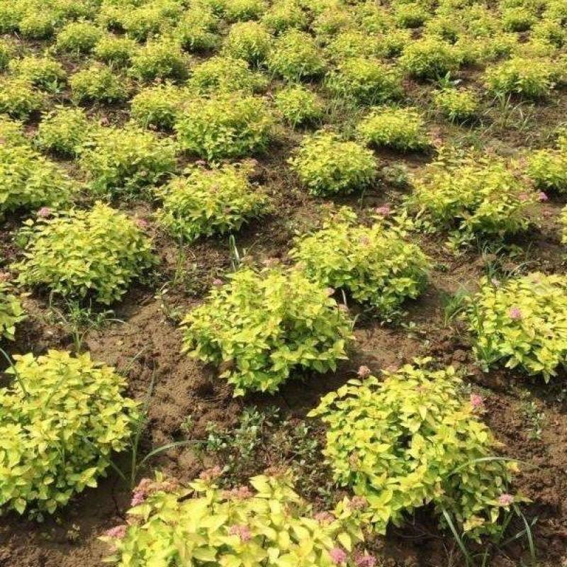 金山绣线菊
