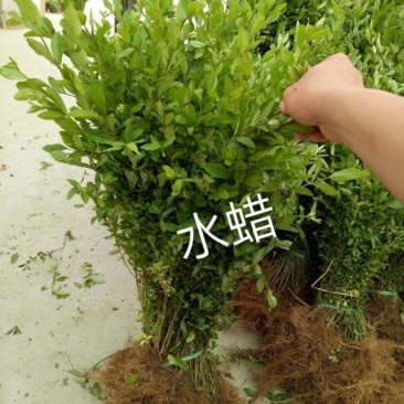 绿化苗水蜡，工程用苗，装怀用苗，