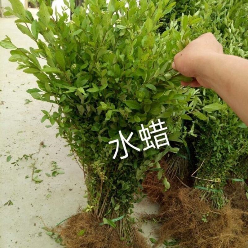 绿化苗水蜡，工程用苗，装怀用苗，