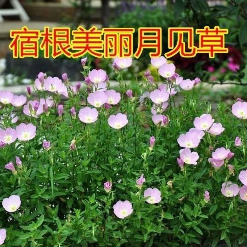 美丽月见草种子粉花多年生宿根花卉种子种春秋播草花种子耐寒