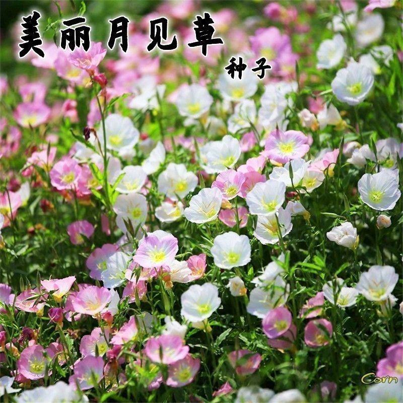 美丽月见草种子粉花多年生宿根花卉种子种春秋播草花种子耐寒