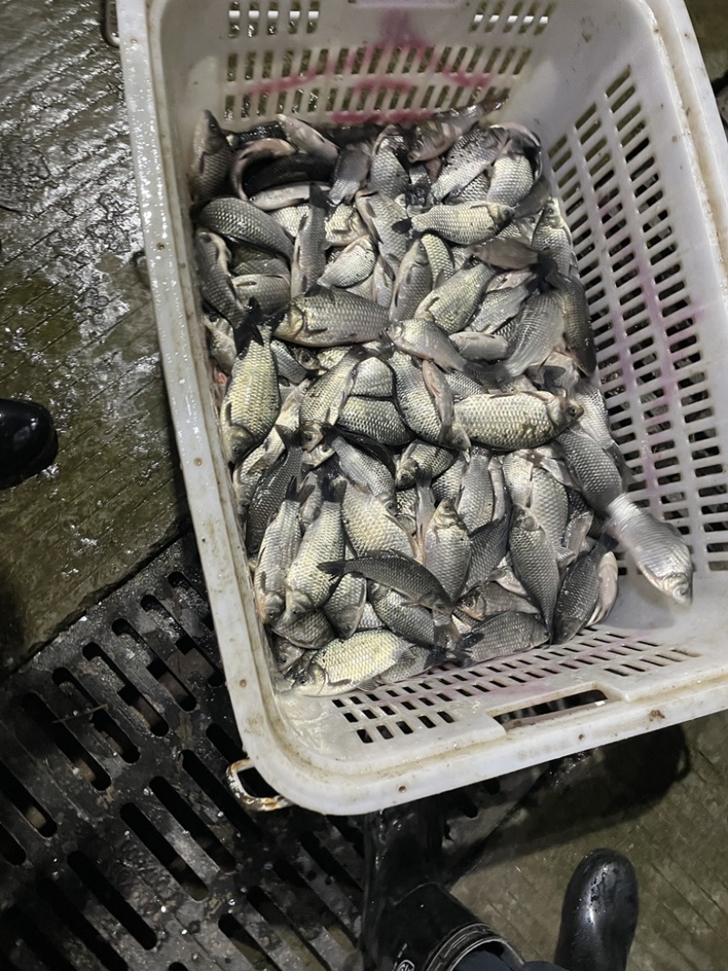 鲫鱼，质量高，荆州产地批发可发车宜昌恩施重庆四川