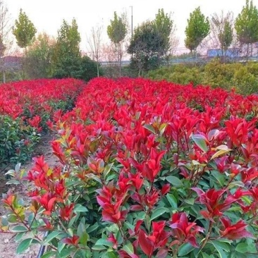 红叶李基地
