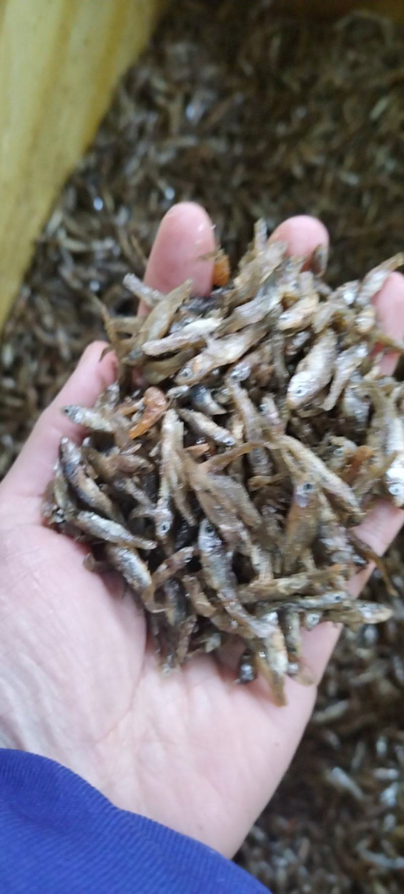 油炸小麦穗鱼不苦不生沙鲜鱼油炸