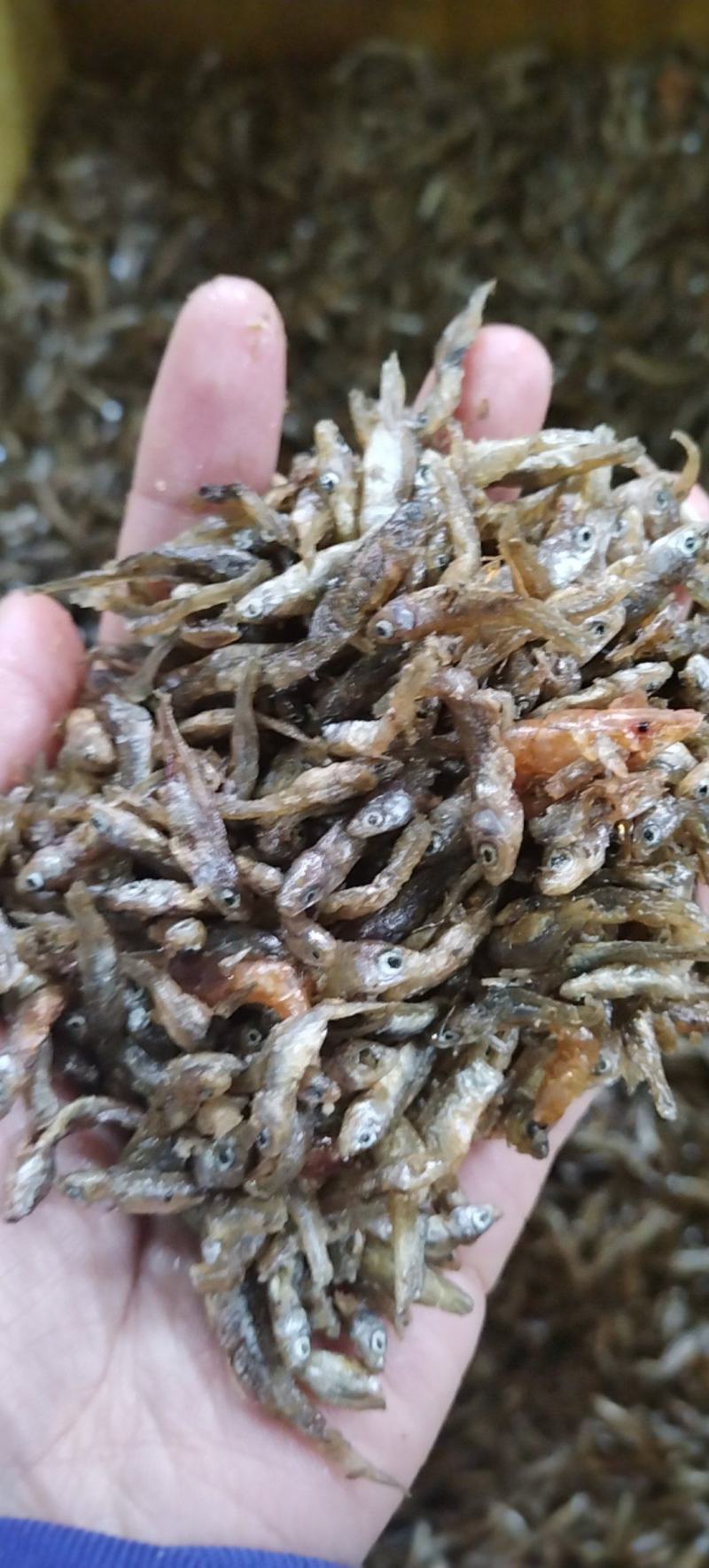 油炸小麦穗鱼不苦不生沙鲜鱼油炸
