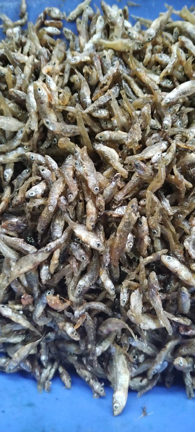 油炸小麦穗鱼不苦不生沙鲜鱼油炸