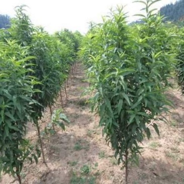 龙柱碧桃