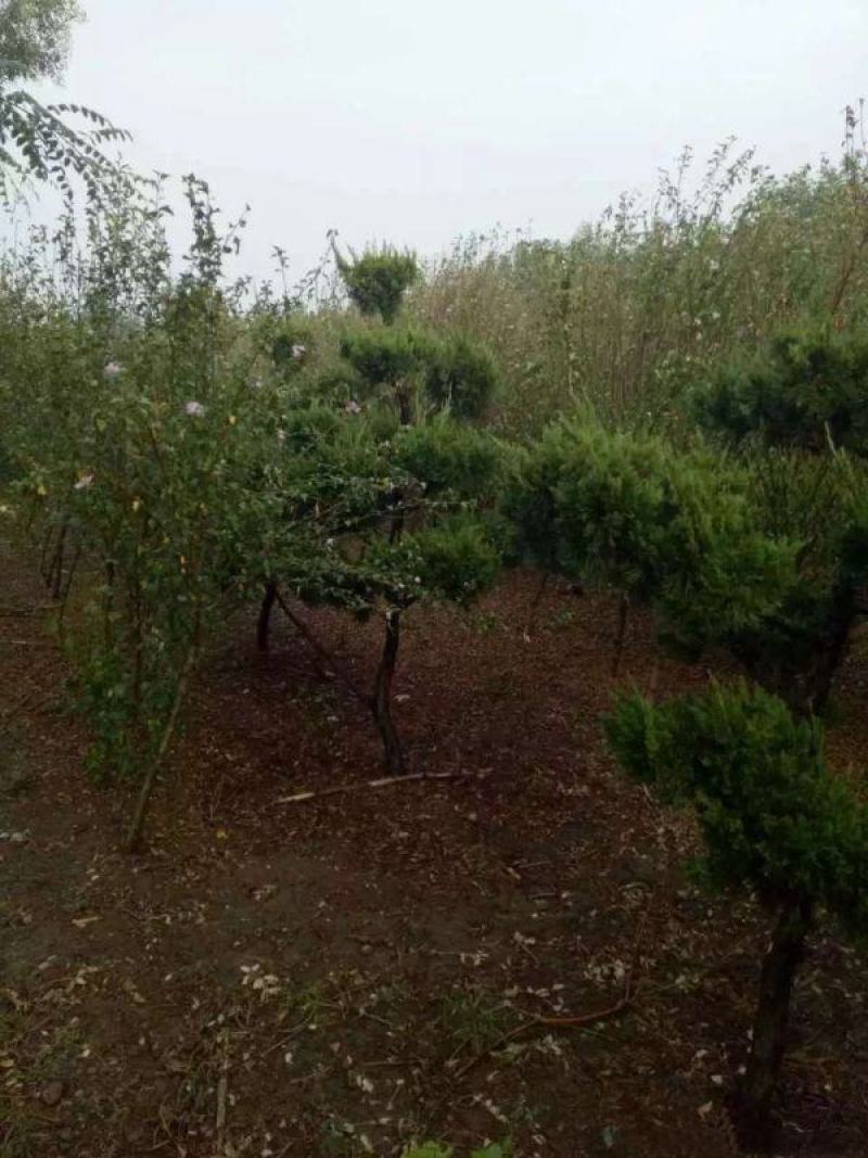 龙柏造型树