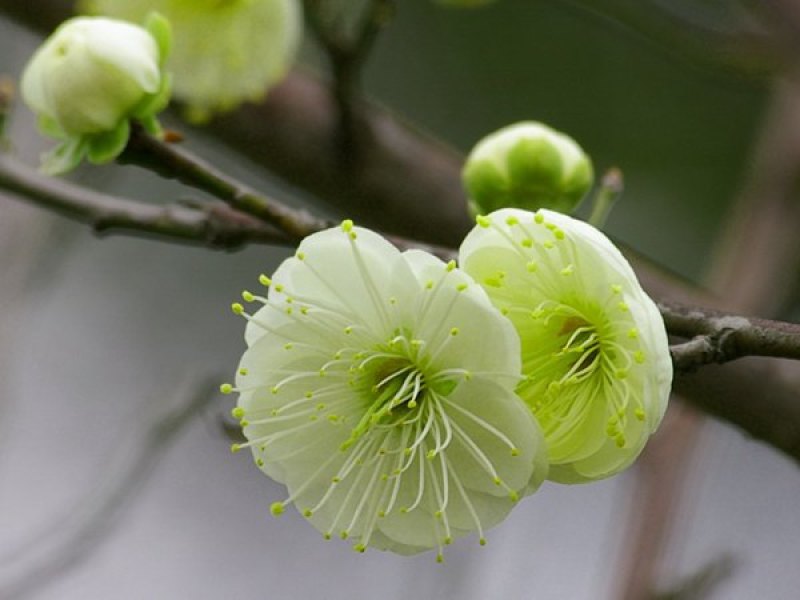 绿色梅花苗