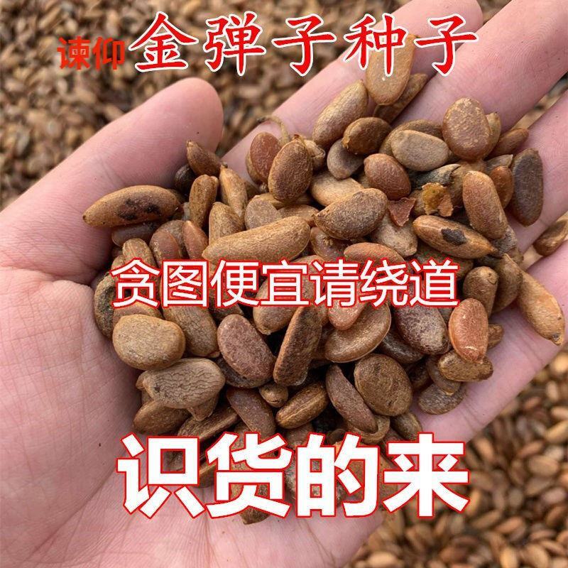 金弹子种子金单弹子树苗种子金单弹子果乌柿种子珍贵盆景树种