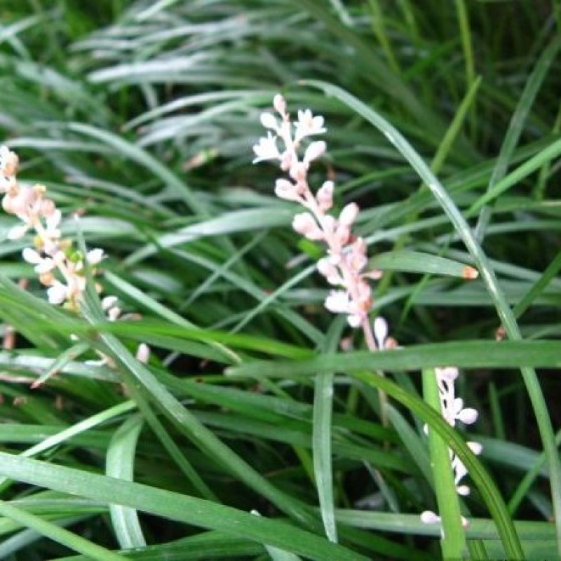麦冬草