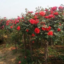 玫瑰树