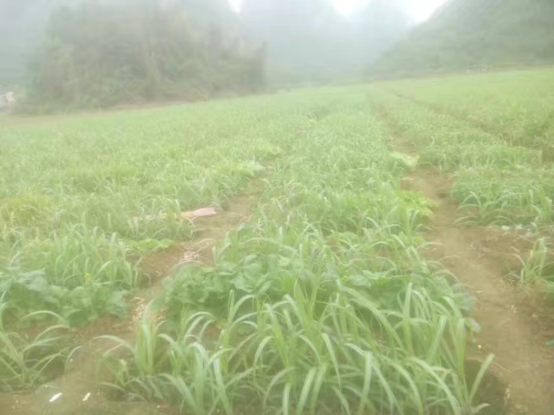 广西脱毒黑皮甘蔗苗种苗节度均匀保技术包成活率价格低