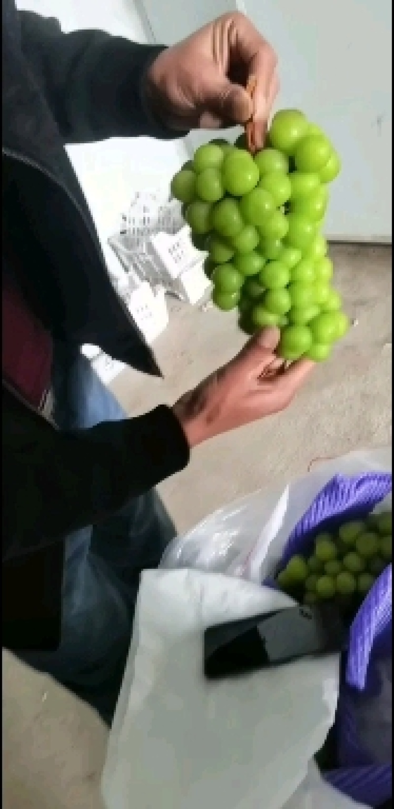 陕西阳光玫瑰葡萄，质量保证价格实惠，欢迎洽谈