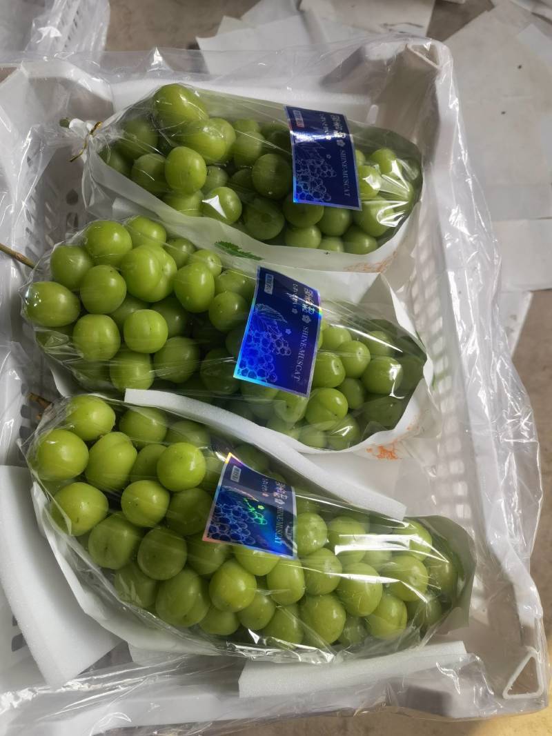 陕西阳光玫瑰葡萄，质量保证价格实惠，欢迎洽谈