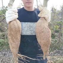 新鲜粉葛生葛和平粉葛根煲汤甘甜无渣粉葛