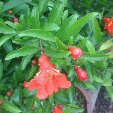 花石榴树