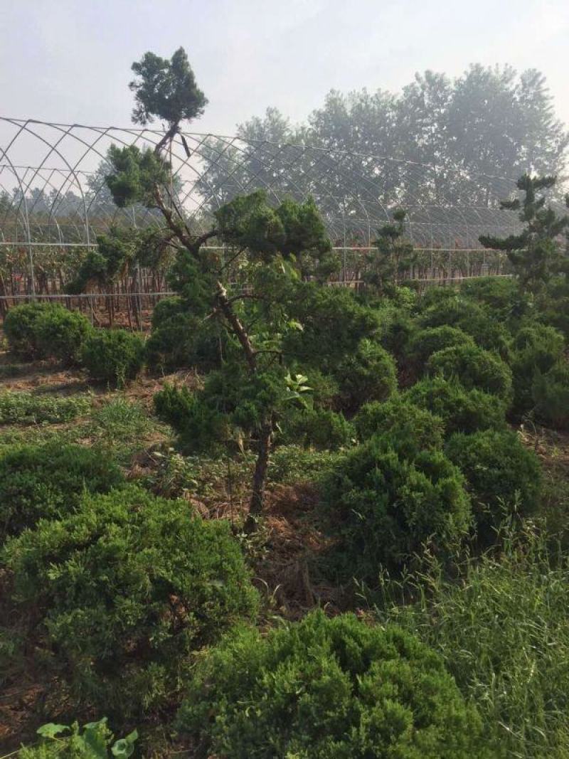 龙造型树