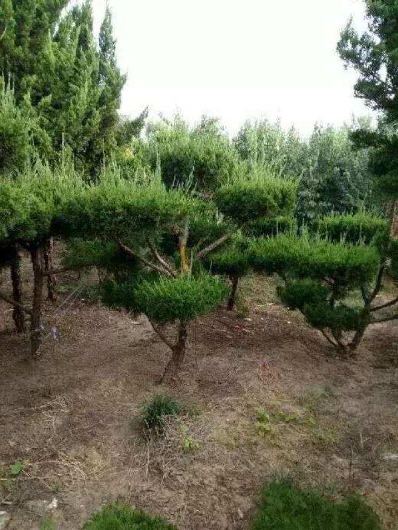 龙造型树