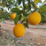 橙子赣南脐橙原产地发货货源充足水分充足品质好