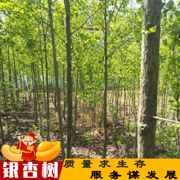 银杏树，白果树，绿化银杏树，漯河银杏树，河南银杏树。