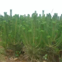 黑松苗
