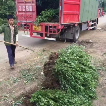 火棘苗