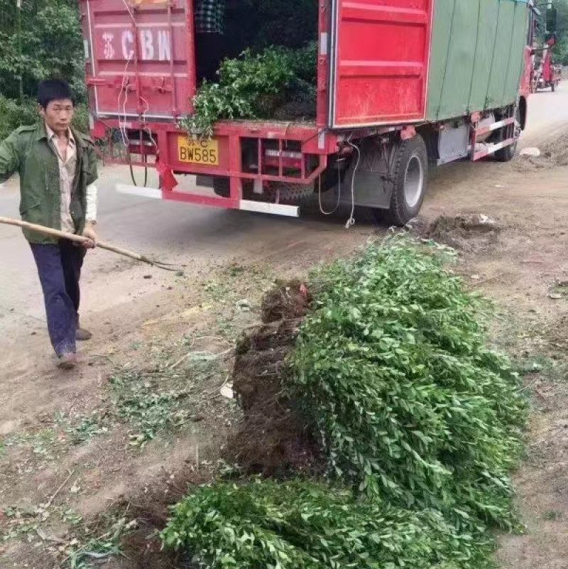 火棘苗