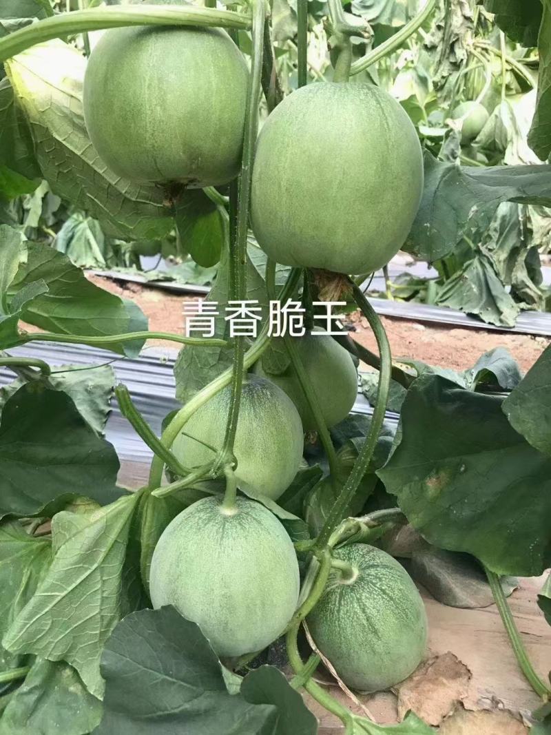 绿亨青香脆玉甜瓜种子特甜高品质杂交薄皮甜瓜种子绿宝石甜瓜