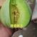 绿亨青香脆玉甜瓜种子特甜高品质杂交薄皮甜瓜种子绿宝石甜瓜
