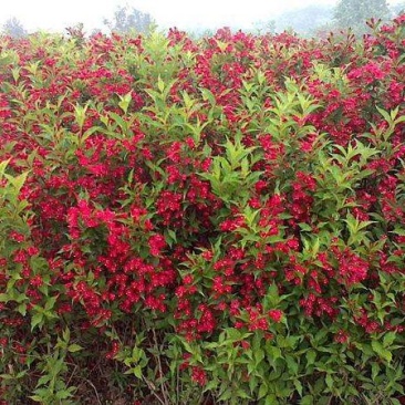 锦带花