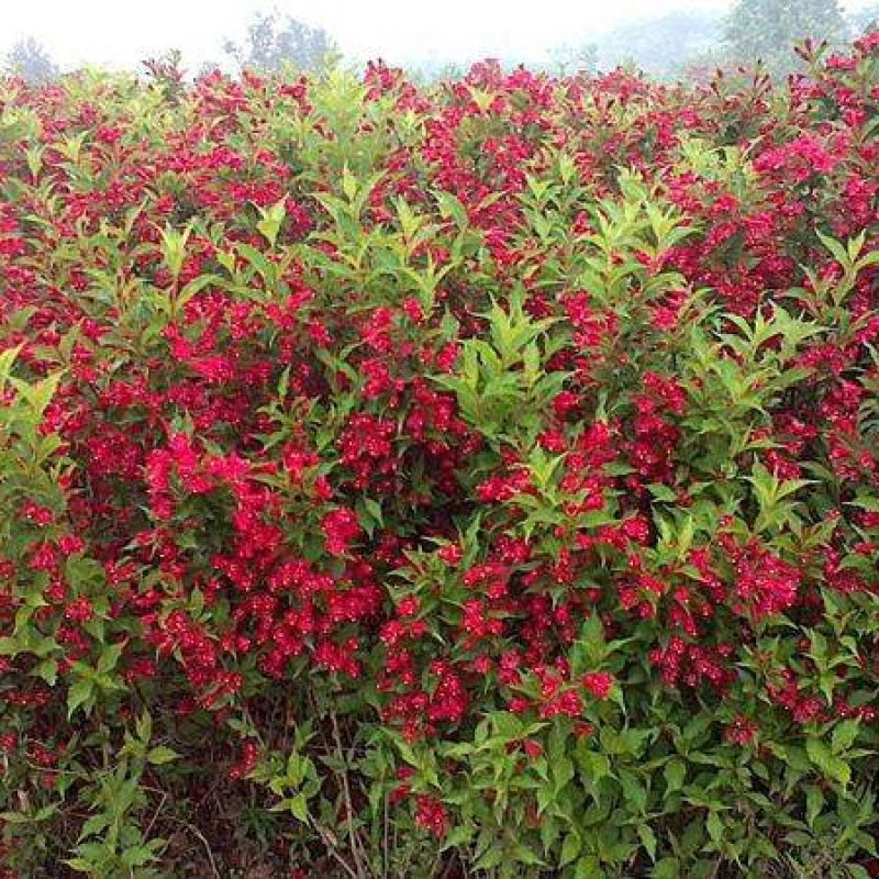 锦带花