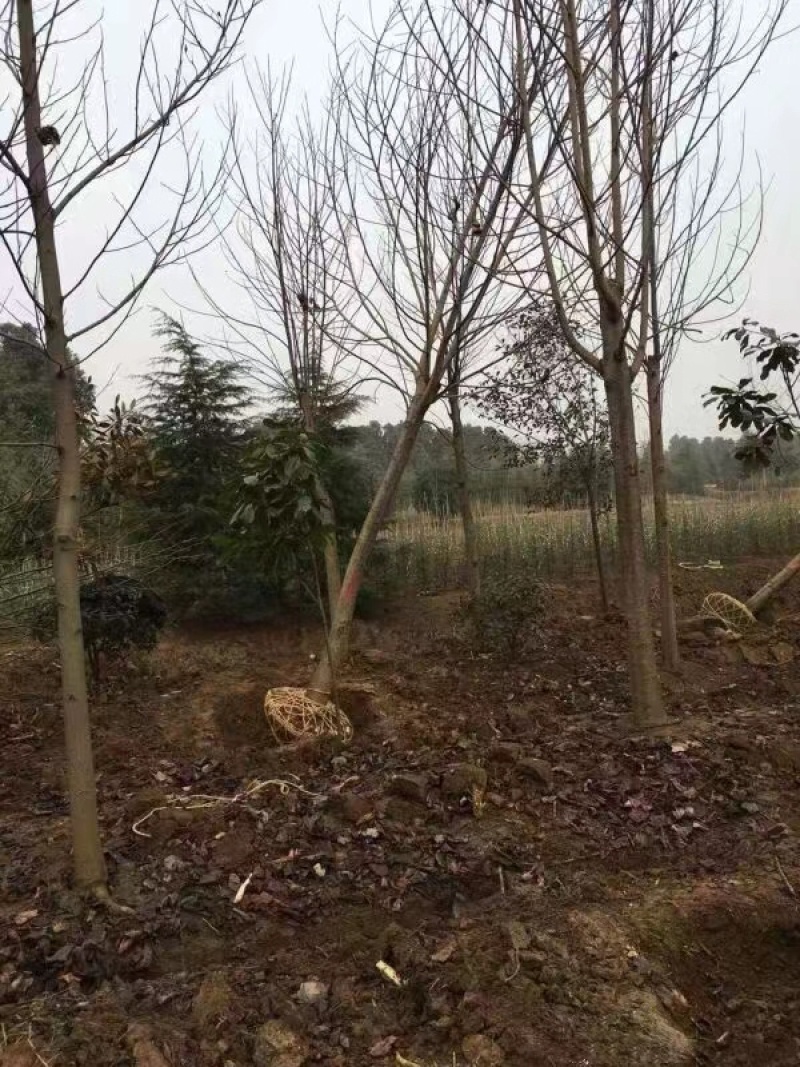 鹅掌楸苗