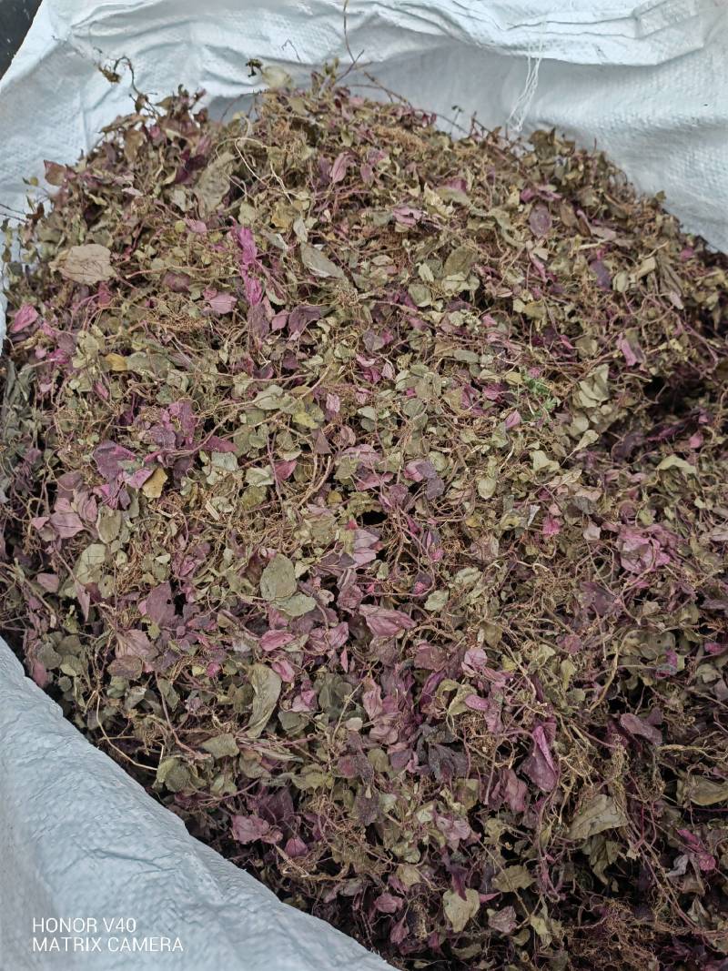 中药材，风鼓草，风柜斗草野生新货批发，水洗干货，人工挑选