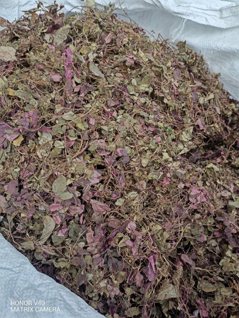 中药材，风鼓草，风柜斗草野生新货批发，水洗干货，人工挑选