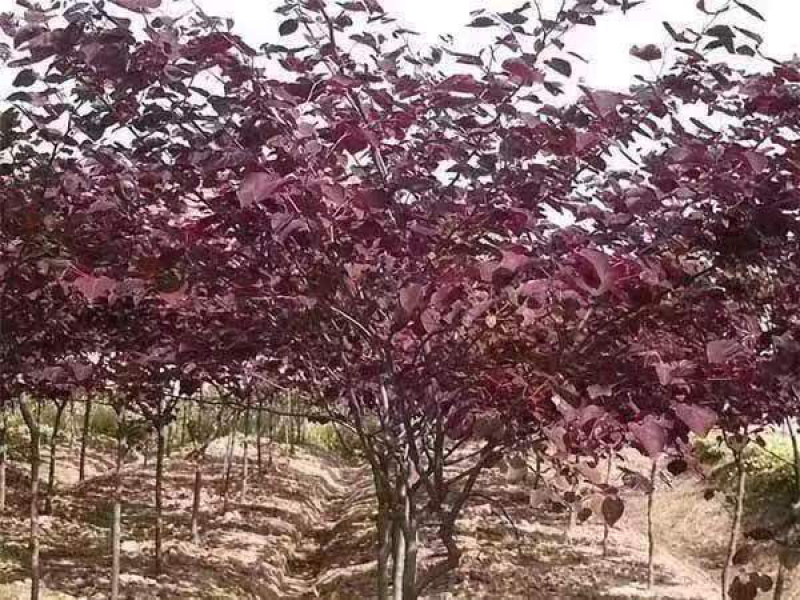 红叶加拿大紫荆