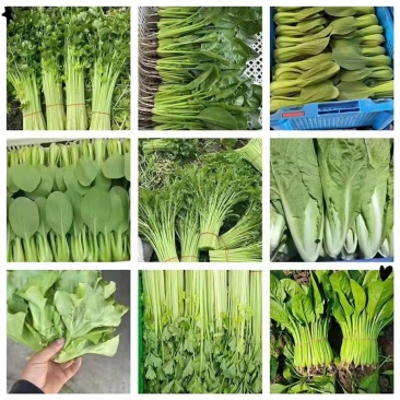 叶菜