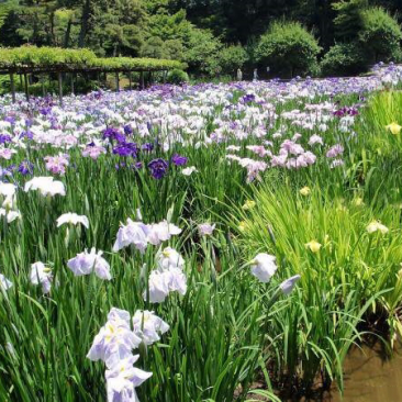 花菖蒲